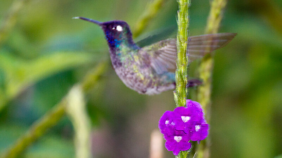 Violet-headed Hummingbird (Klais guimeti)