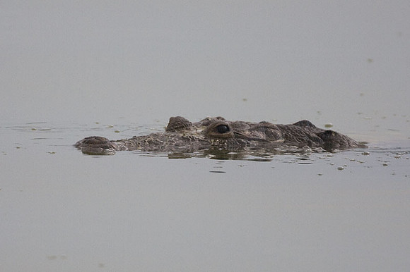Alligator