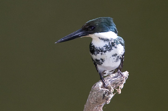 Green Kingfisher (Chloroceryle americana) female