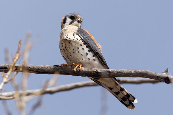 American Kestrel (Falco sparverius)