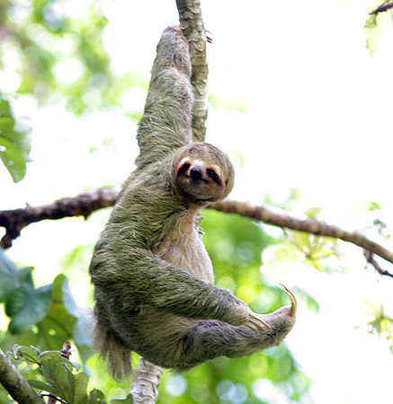 Brown-throated Sloth (Bradypus variegatus)