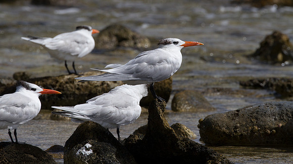 Royal Tern (Thalasseus maximus)