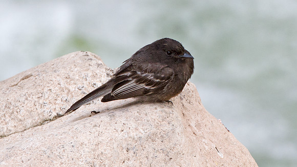 Black Phoebe (Sayornis nigricans)