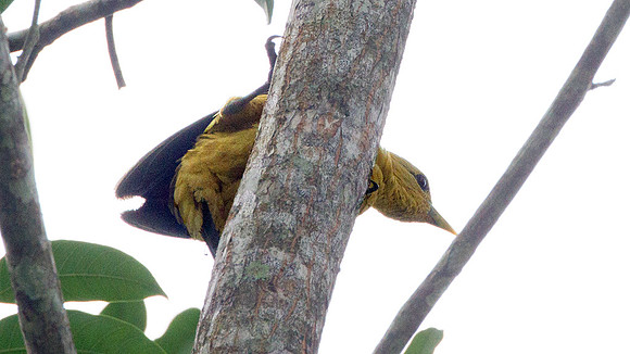 Cream-colored Woodpecker (Celeus flavus)