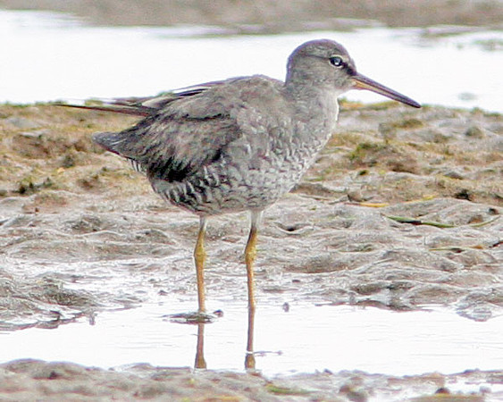 Wandering Tattler (Tringa incana)
