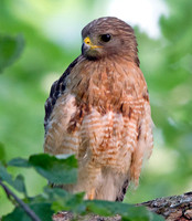 Red-shouldered hawk (Buteo lineatus)