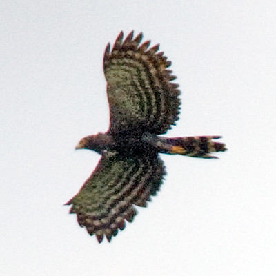 Black Hawk-eagle (Spizaetus tyrannus)