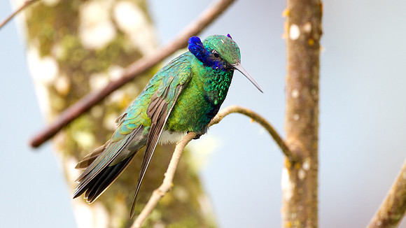 Sparkling Violetear (Colibri coruscans)