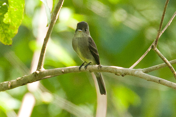 Tropical Pewee (Contopus cinereus)