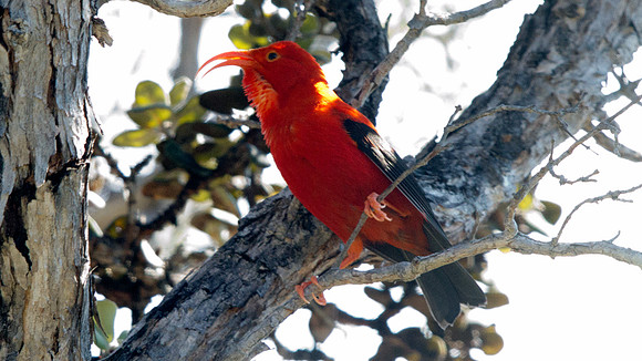 ʻIʻiwi (Vestiaria coccinea)