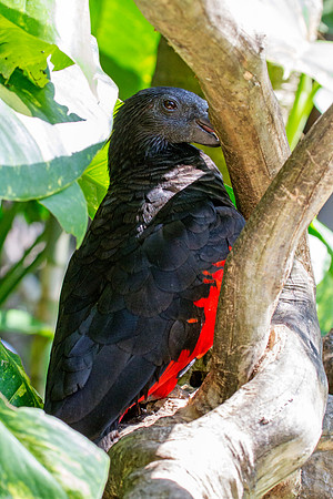 Pesquet's parrot (Psittrichas fulgidus)