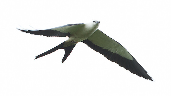 Swallow-tailed Kite (Elanoides forficatus)
