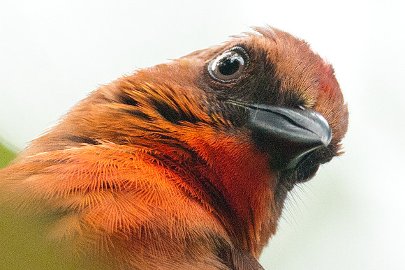 Red-throated Ant-tanager (Habia fuscicauda)