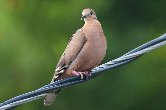 Zenaida Dove (Zenaida aurita)