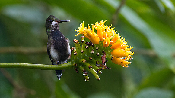 Black-bellied Thorntail (Discosura langsdorffi)