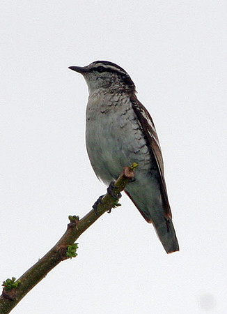Polynesian Triller (Lalage maculosa)