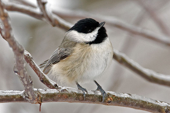 Carolina Chickadee (Poecile carolinensis)