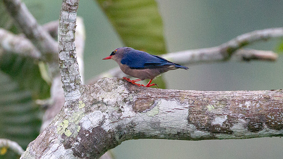 Velvet-fronted Nuthatch (Sitta frontalis)