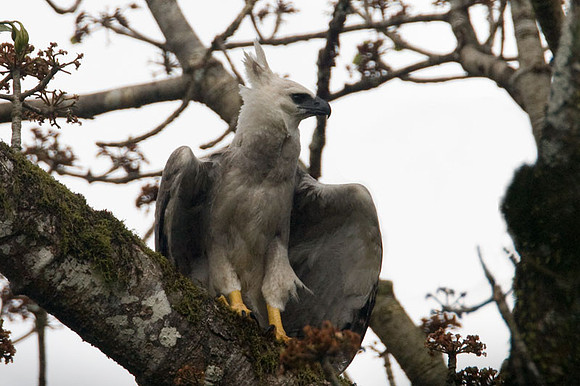Harpy Eagle (Harpia harpyja) juvenile