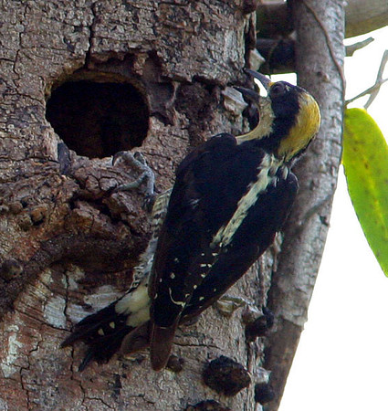 Golden-naped Woodpecker (Melanerpes chrysauchen) female