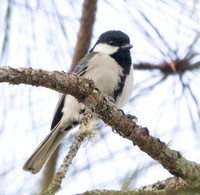 Great tit (Parus major)