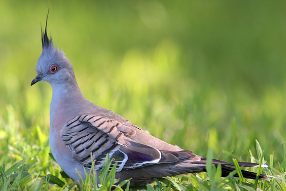 Crested Pigeon (Ocyphaps lophotes)