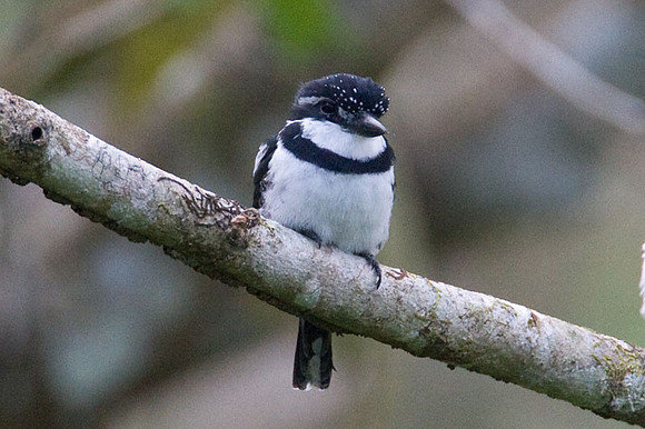 Pied Puffbird (Notharchus tectus)