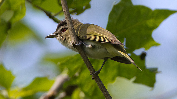 Red-eyed Vireo (Vireo olivaceus)