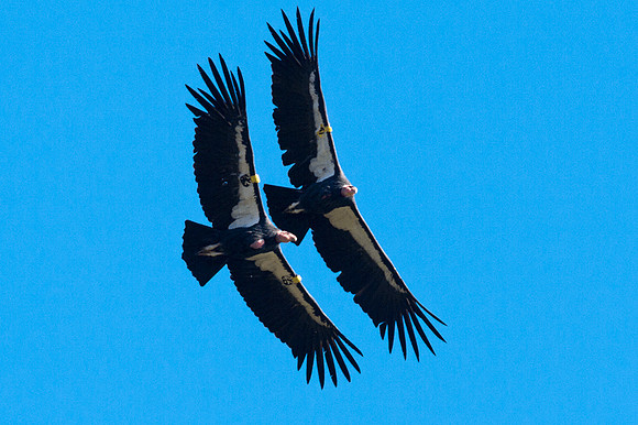 California Condor (Gymnogyps californianus)