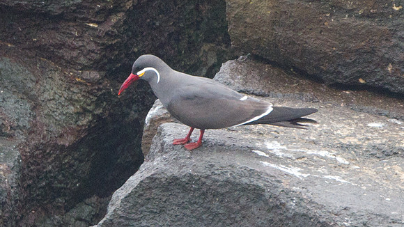 Inca Tern (Larosterna inca)