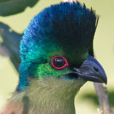Purple-crested Turaco (Tauraco porphyreolophus)