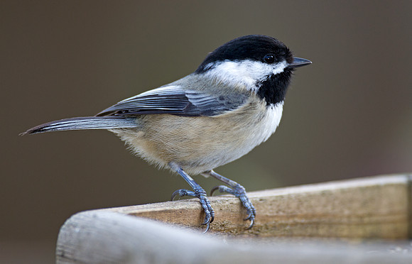 Black-capped Chickadee (Poecile atricapillus)
