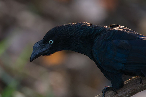 Greater Ani (Crotophaga major)
