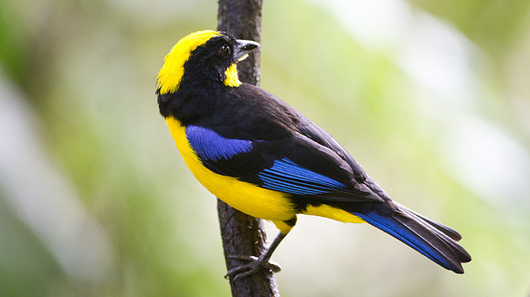 Blue-winged Mountain-tanager (Anisognathus somptuosus)