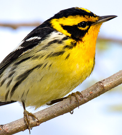 Blackburnian Warbler (Dendroica fusca)