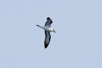 Black-capped Petrel (Pterodroma hasitata)