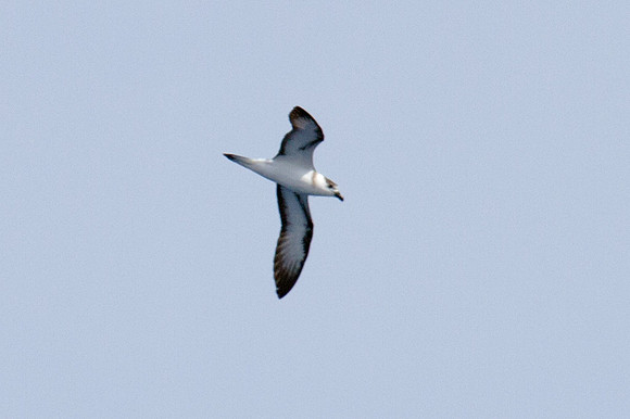 Black-capped Petrel (Pterodroma hasitata)