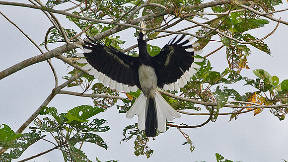 Oriental Pied Hornbill (Anthracoceros albirostris)