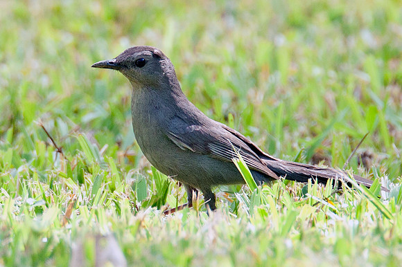 Gray Catbird (Dumetella carolinensis)