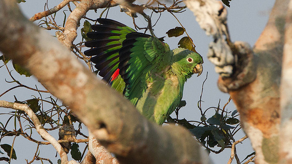 Mealy Parrot (Amazona farinosa)