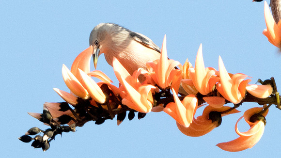 Chestnut-tailed starling (Sturnia malabarica)