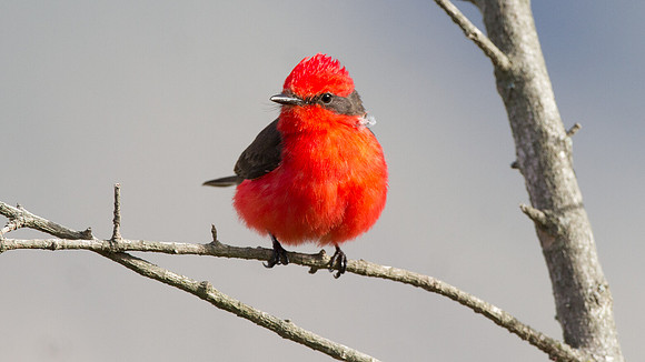 Vermilion Flycatcher (Pyrocephalus rubinus)
