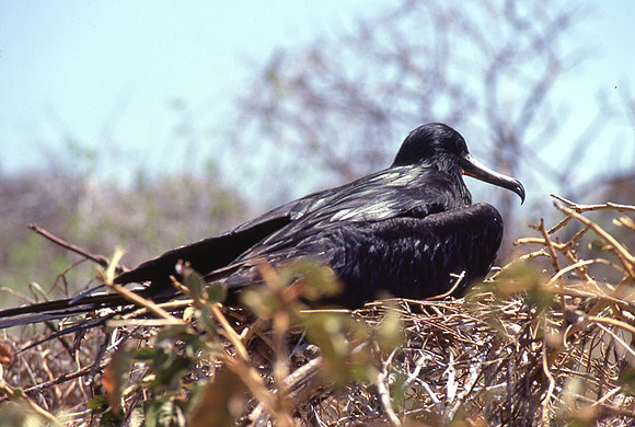 Great Frigatebird (Fregata minor)