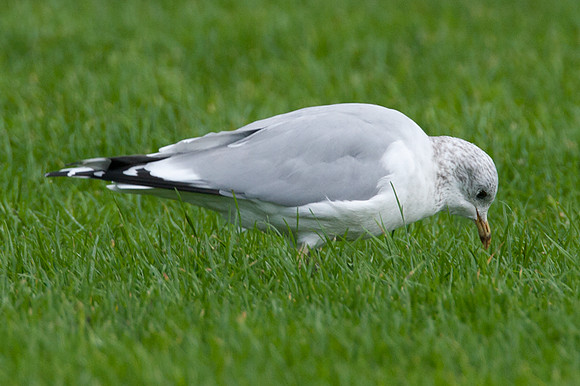 Ring-billed Gull (Larus delawarensis)