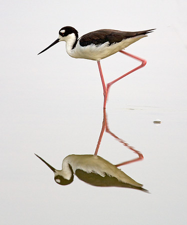 Black-necked Stilt (Himantopus mexicanus)