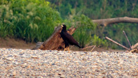 Great Black Hawk (Buteogallus urubitinga)