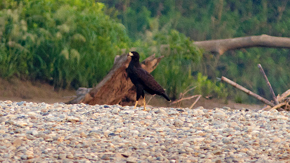 Great Black Hawk (Buteogallus urubitinga)