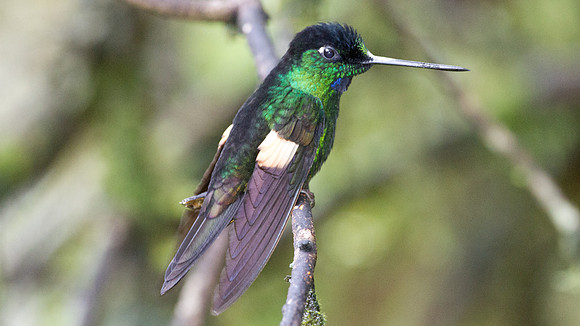 Buff-Winged Starfrontlet (Coeligena lutetiae)
