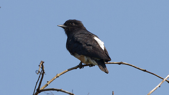 Swallow-winged Puffbird (Chelidoptera tenebrosa)