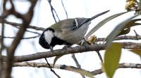 Great tit (Parus major)